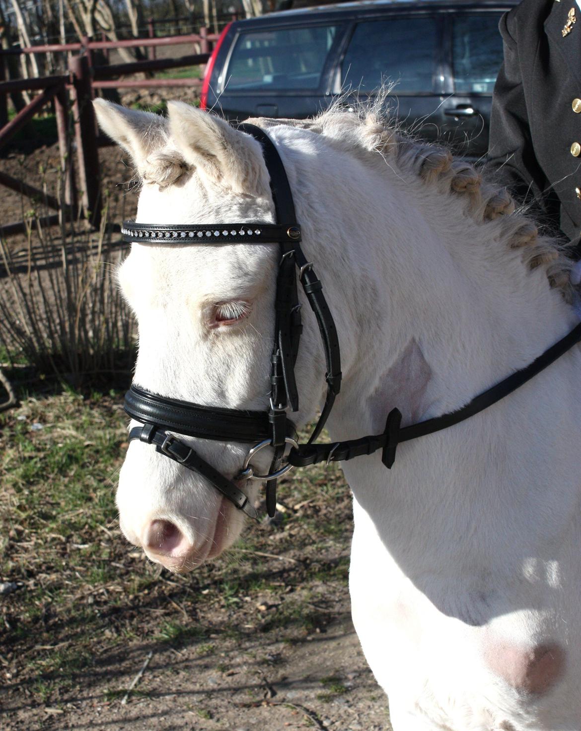 Anden særlig race Triple A Daysi billede 3