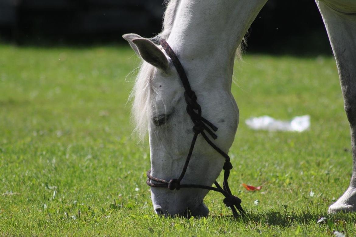 Lipizzaner Fredensberg´s Venus ( ECHA 8,3 ) billede 13