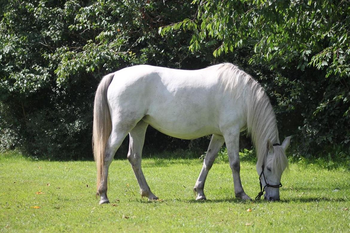 Lipizzaner Fredensberg´s Venus ( ECHA 8,3 ) billede 17