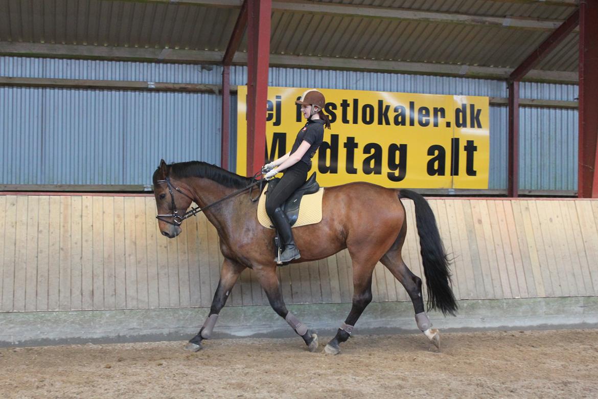 Dansk Varmblod Reynaldo *Stjernehesten* *På genoptræning* billede 18
