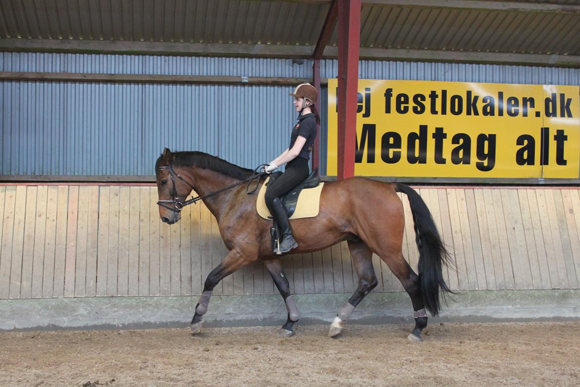 Dansk Varmblod Reynaldo *Stjernehesten* *På genoptræning* billede 19