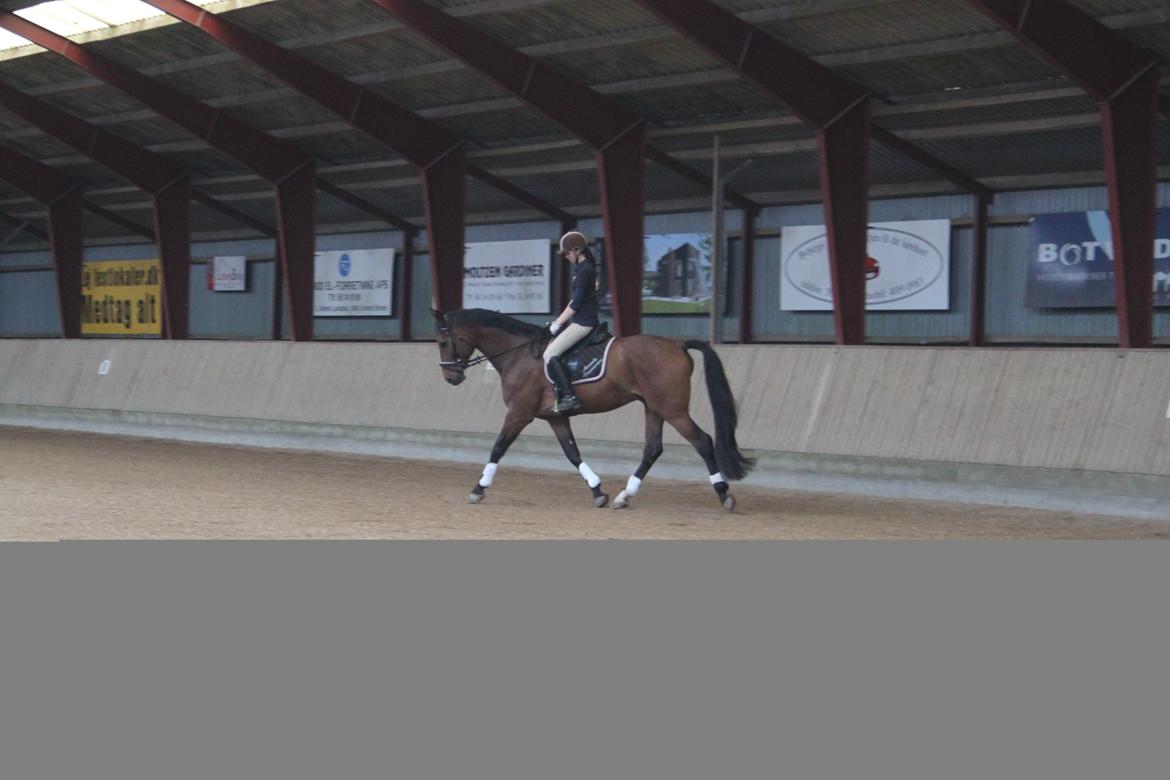 Dansk Varmblod Reynaldo *Stjernehesten* *På genoptræning* billede 20