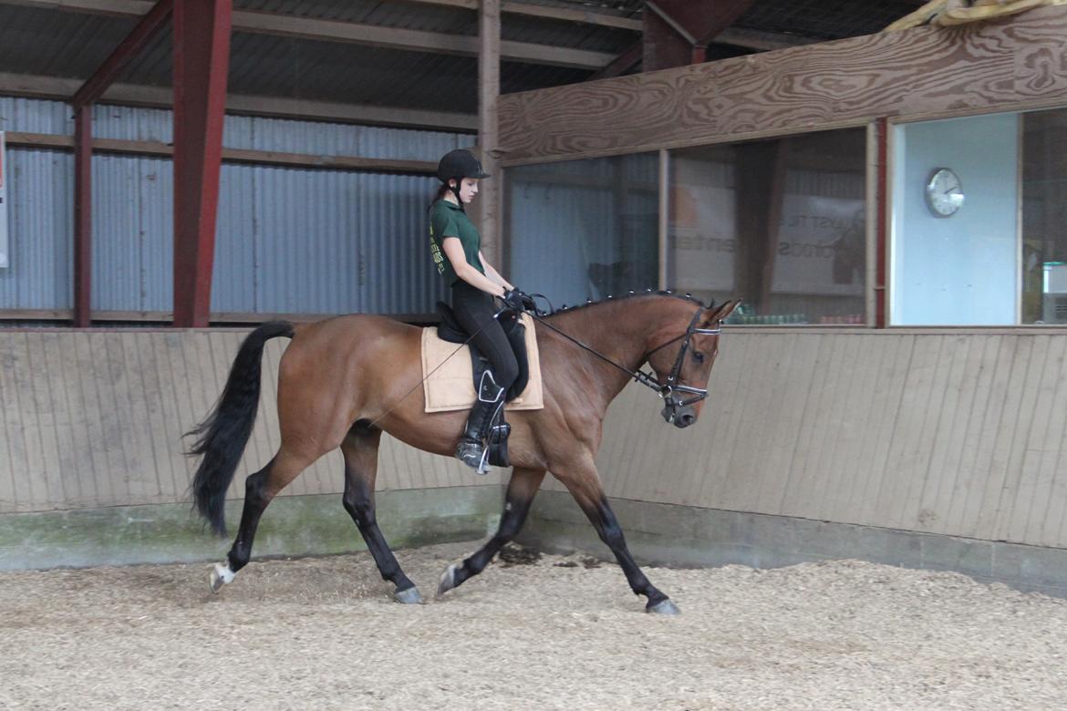 Dansk Varmblod Reynaldo *Stjernehesten* *På genoptræning* billede 21