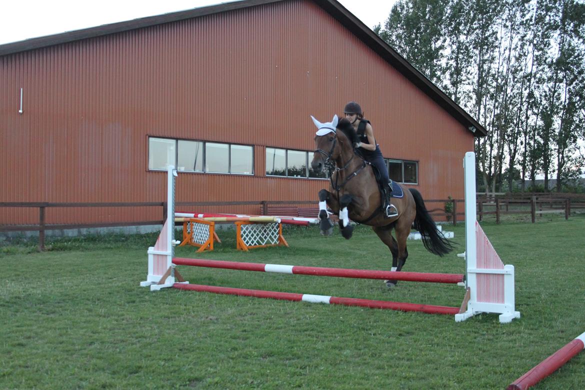 Dansk Varmblod Reynaldo *Stjernehesten* *På genoptræning* billede 22