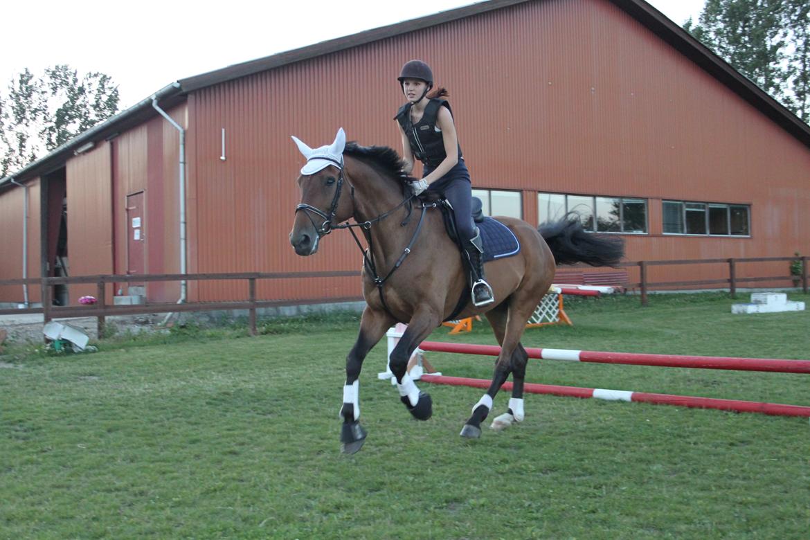 Dansk Varmblod Reynaldo *Stjernehesten* *På genoptræning* billede 23