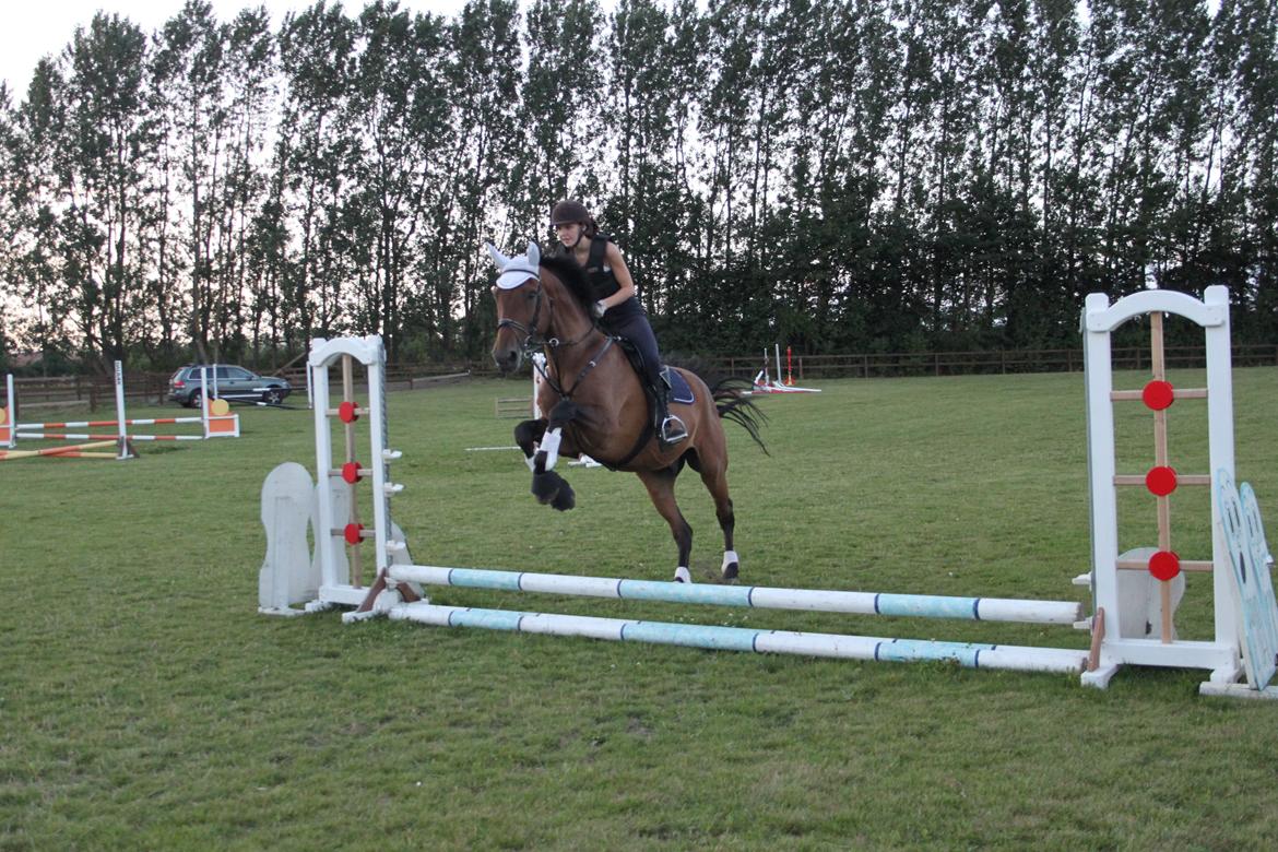 Dansk Varmblod Reynaldo *Stjernehesten* *På genoptræning* billede 24