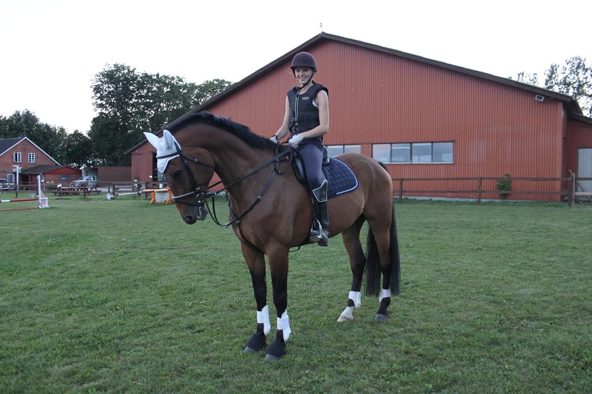 Dansk Varmblod Reynaldo *Stjernehesten* *På genoptræning* billede 25