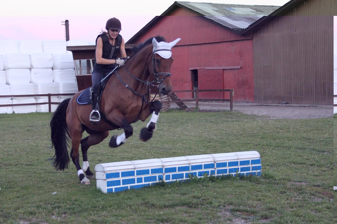 Dansk Varmblod Reynaldo *Stjernehesten* *På genoptræning* billede 26