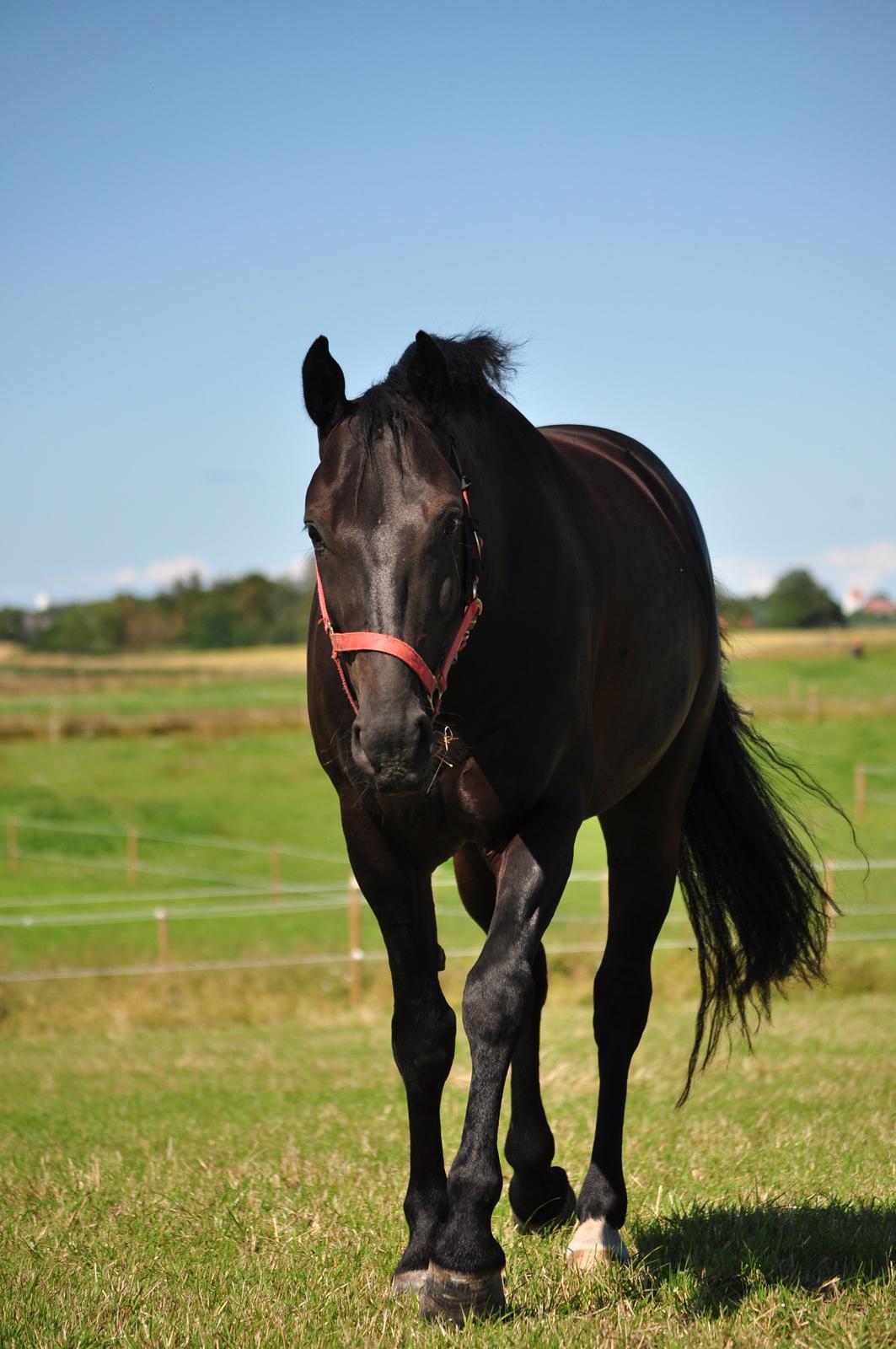 Oldenborg Sigersholmgårds Firano - smuksakken efter en lille løbetur for at komme mig i møde. <3 taget den 21 juni 2012 Foto: Simone Risholt billede 11