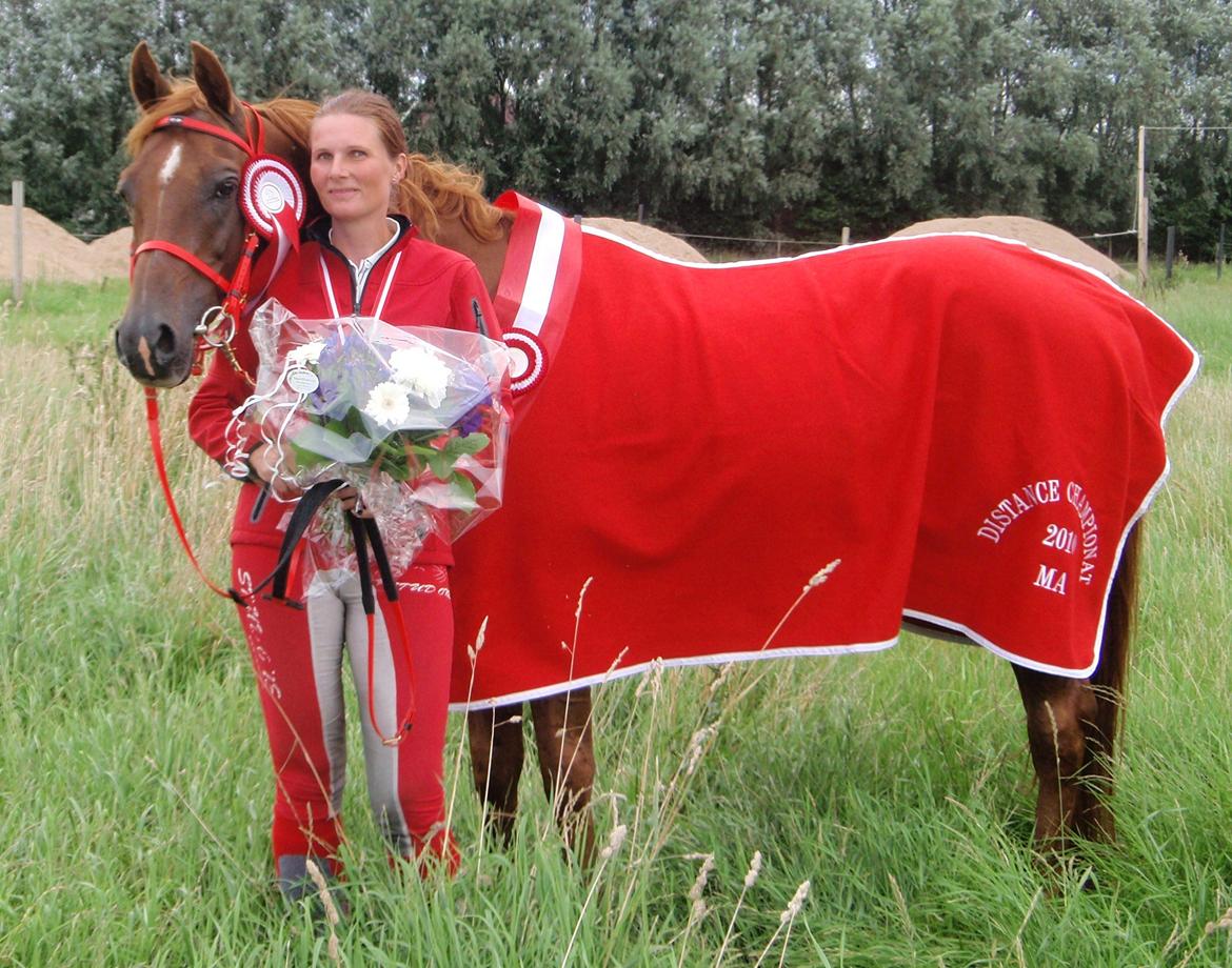 Arabisk fuldblod (OX) Makao billede 1