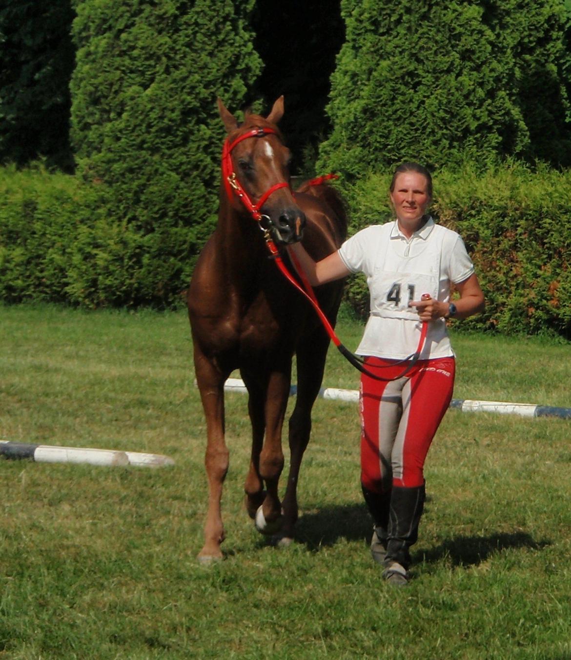 Arabisk fuldblod (OX) Makao billede 2