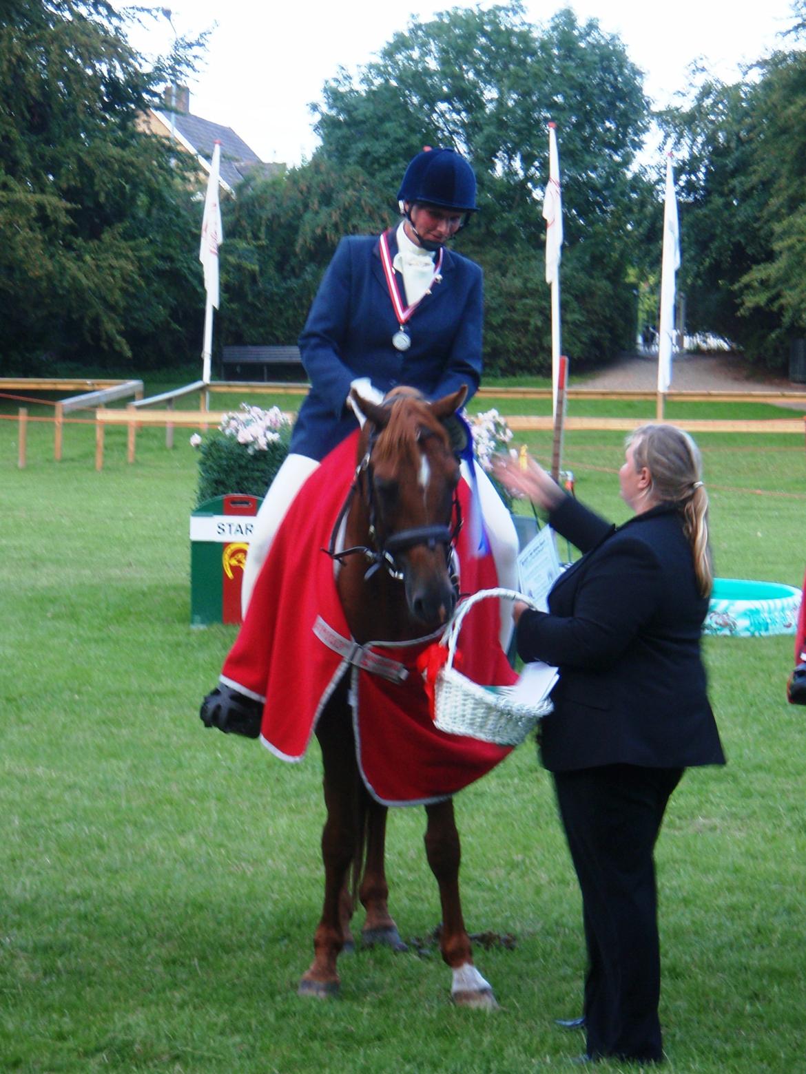 Arabisk fuldblod (OX) Makao billede 3