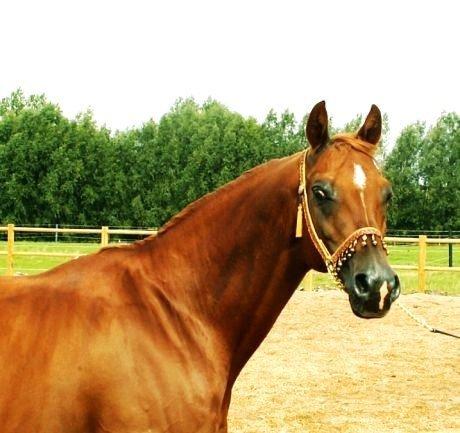 Arabisk fuldblod (OX) Makao billede 4