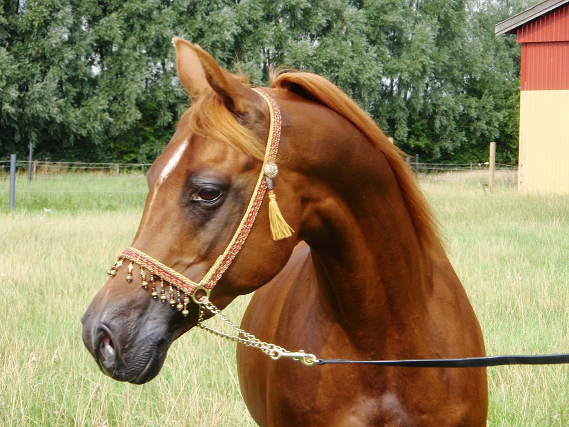 Arabisk fuldblod (OX) Makao billede 7