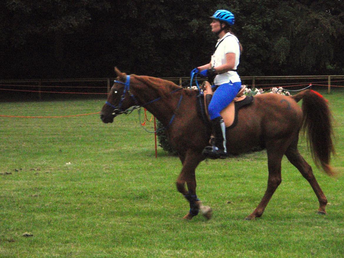 Arabisk fuldblod (OX) Makao billede 8