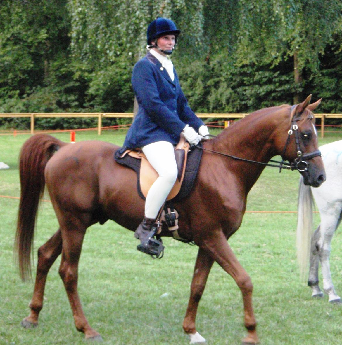 Arabisk fuldblod (OX) Makao billede 9