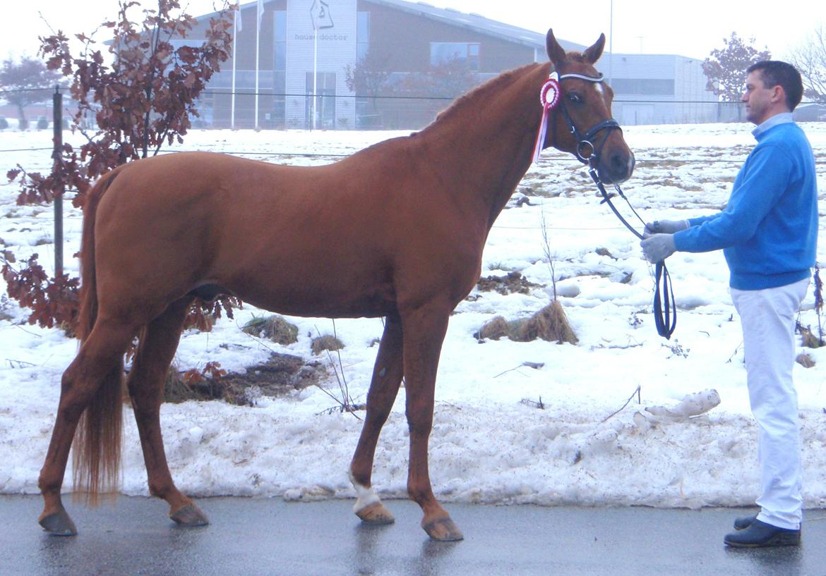 Arabisk fuldblod (OX) Makao billede 10