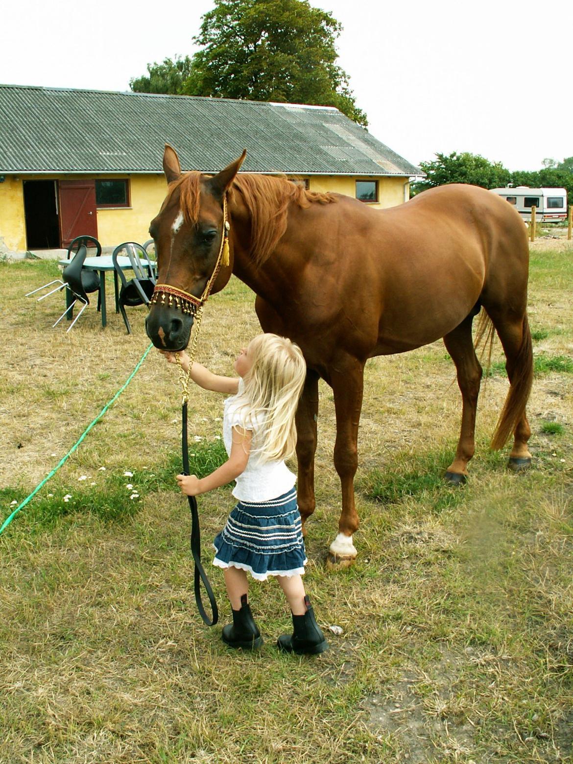 Arabisk fuldblod (OX) Makao billede 11