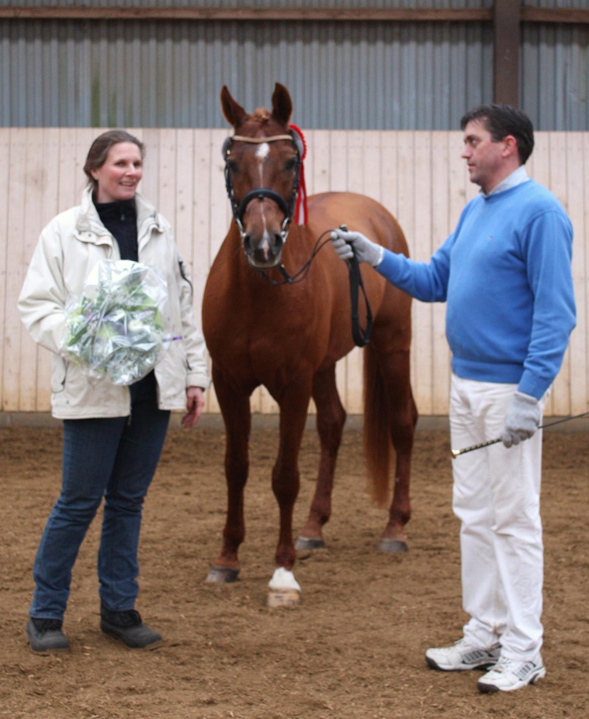 Arabisk fuldblod (OX) Makao billede 12