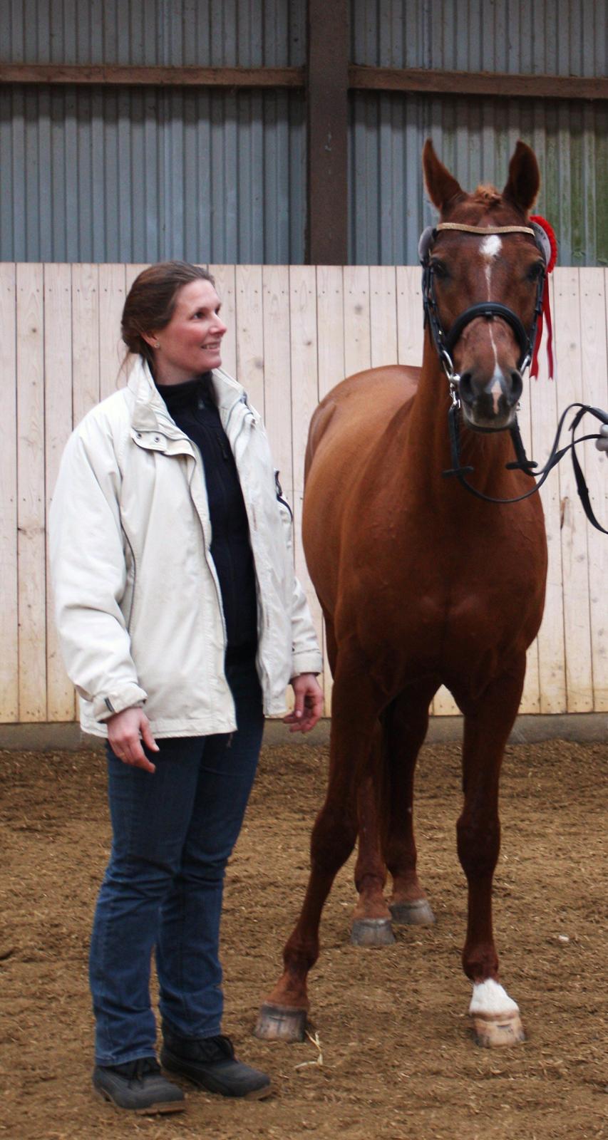 Arabisk fuldblod (OX) Makao billede 13