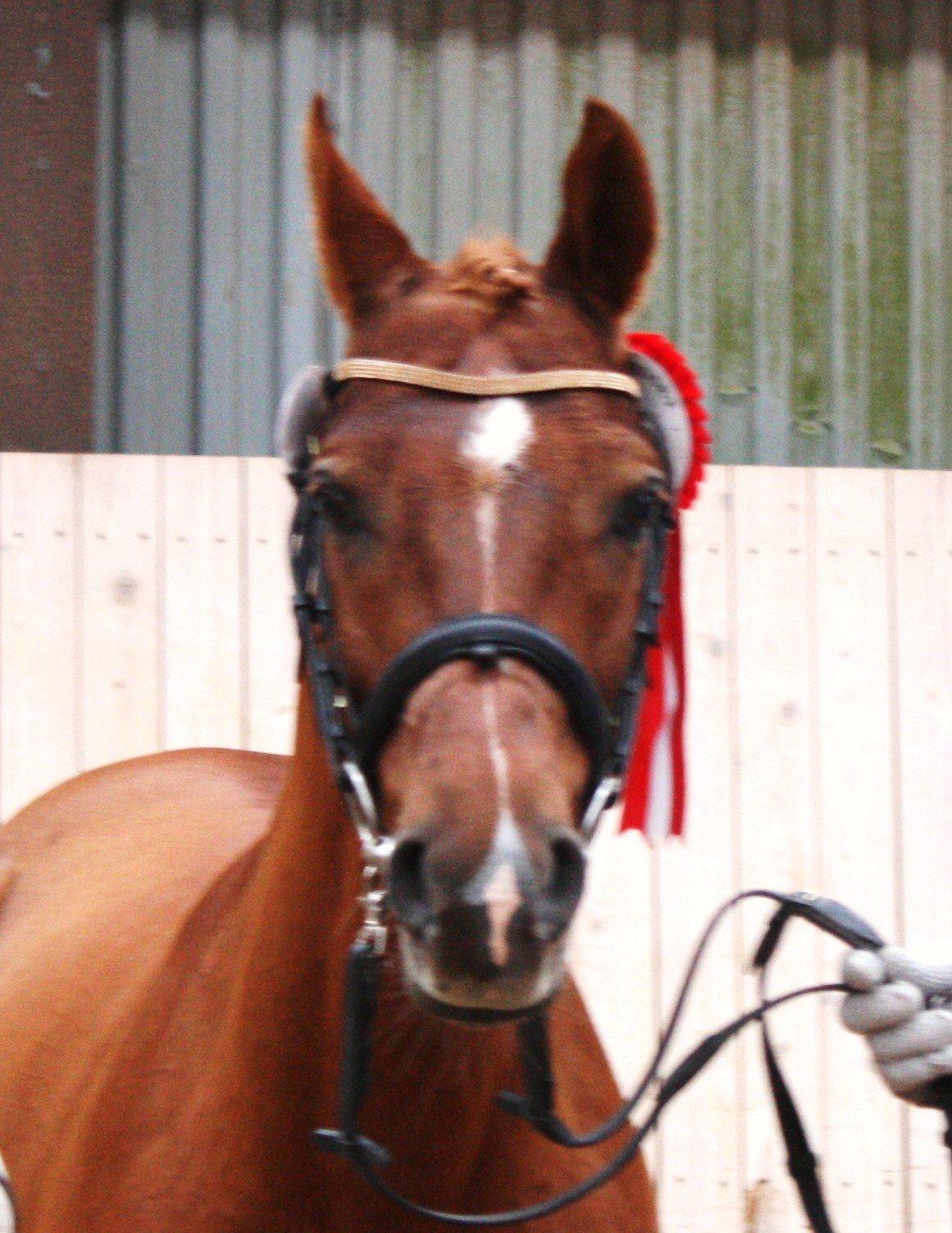 Arabisk fuldblod (OX) Makao billede 14