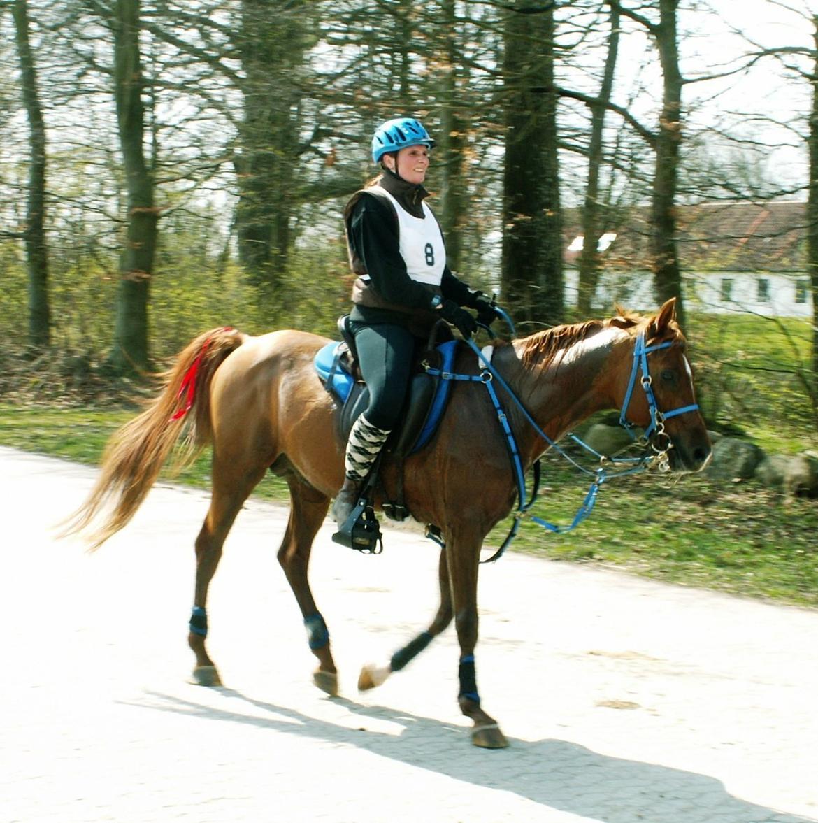 Arabisk fuldblod (OX) Makao billede 16