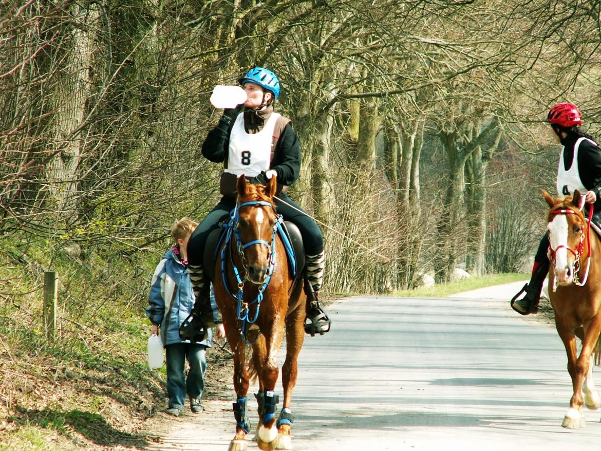 Arabisk fuldblod (OX) Makao billede 17