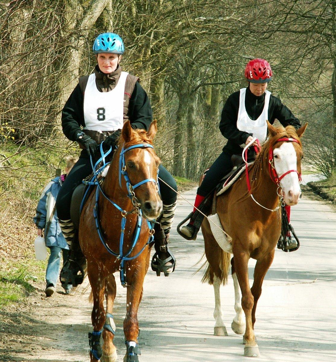 Arabisk fuldblod (OX) Makao billede 18