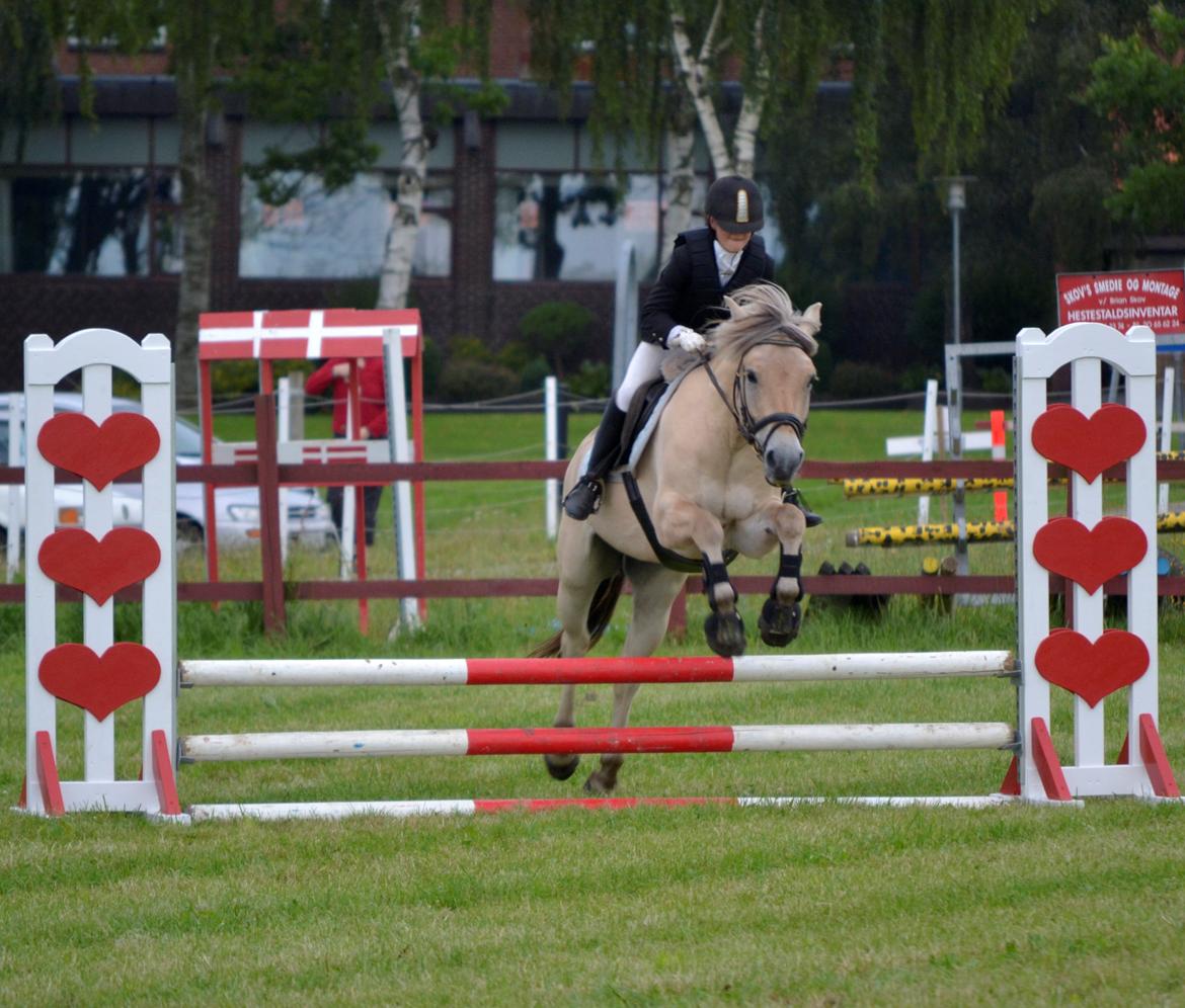 Fjordhest Kashmir billede 12