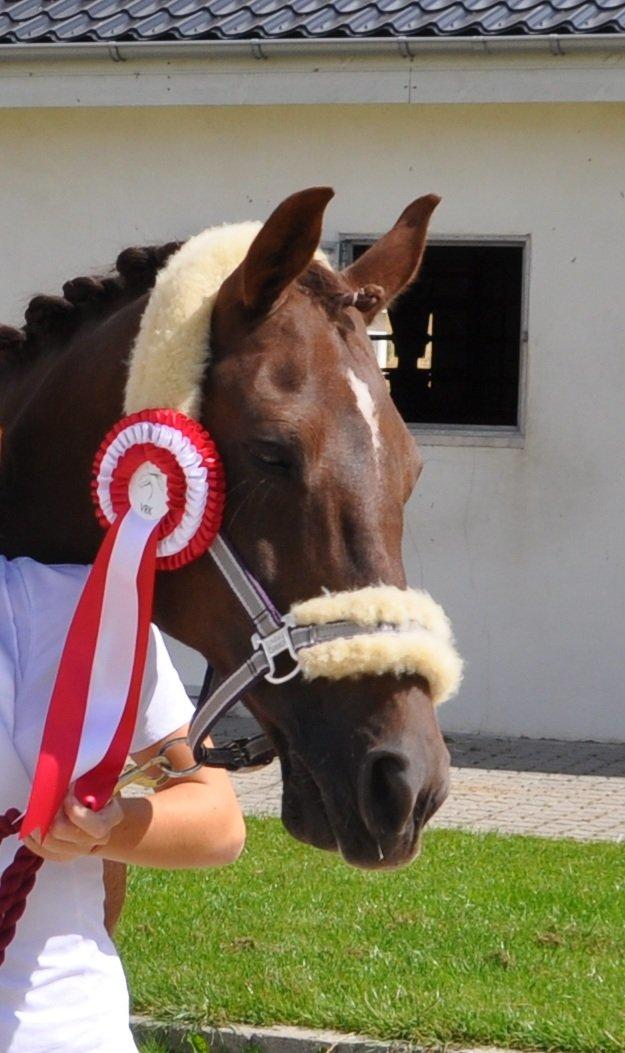 DSP Møgelholts Eternity - Merni til første C-stævne i Vejle! <3 billede 4