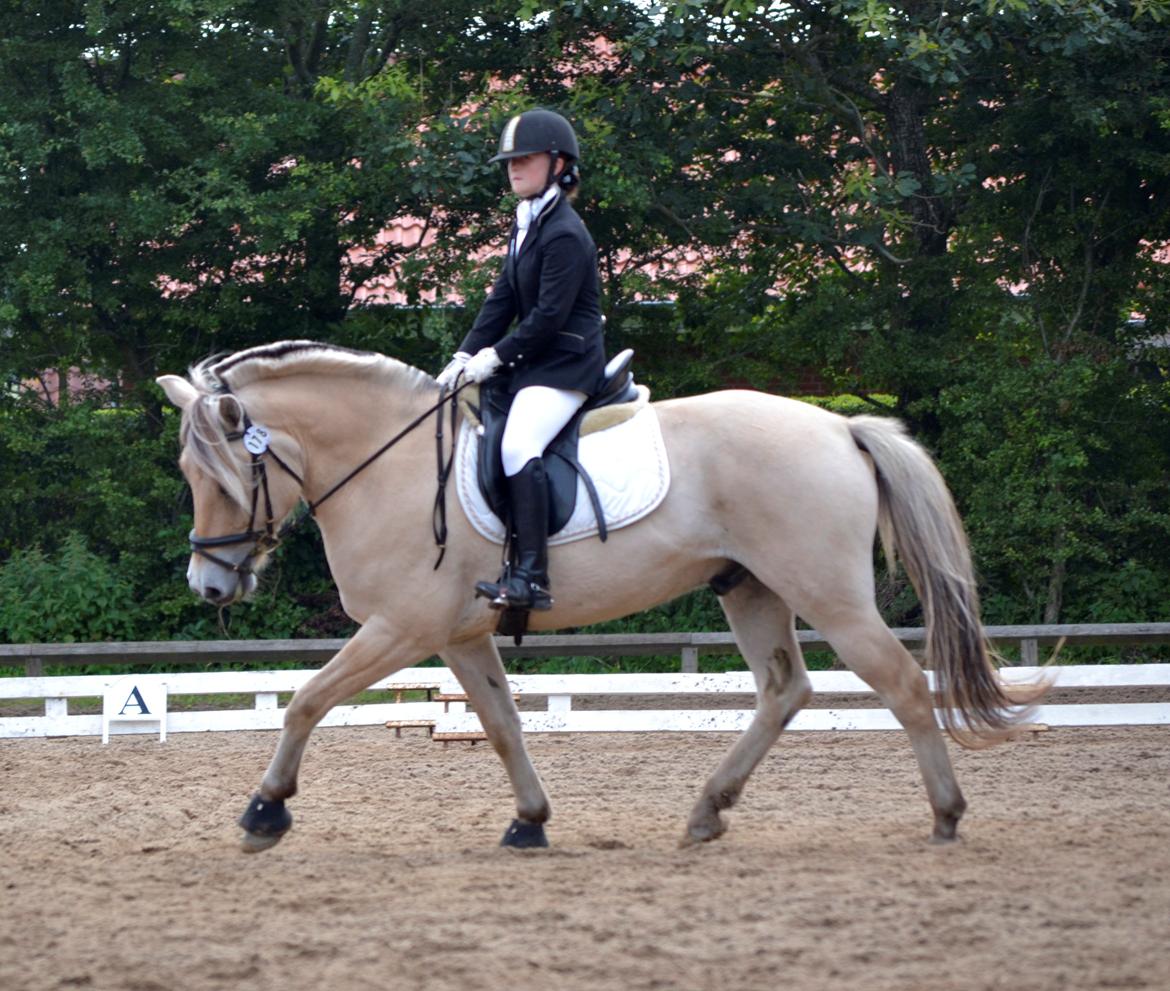 Fjordhest Kashmir billede 13