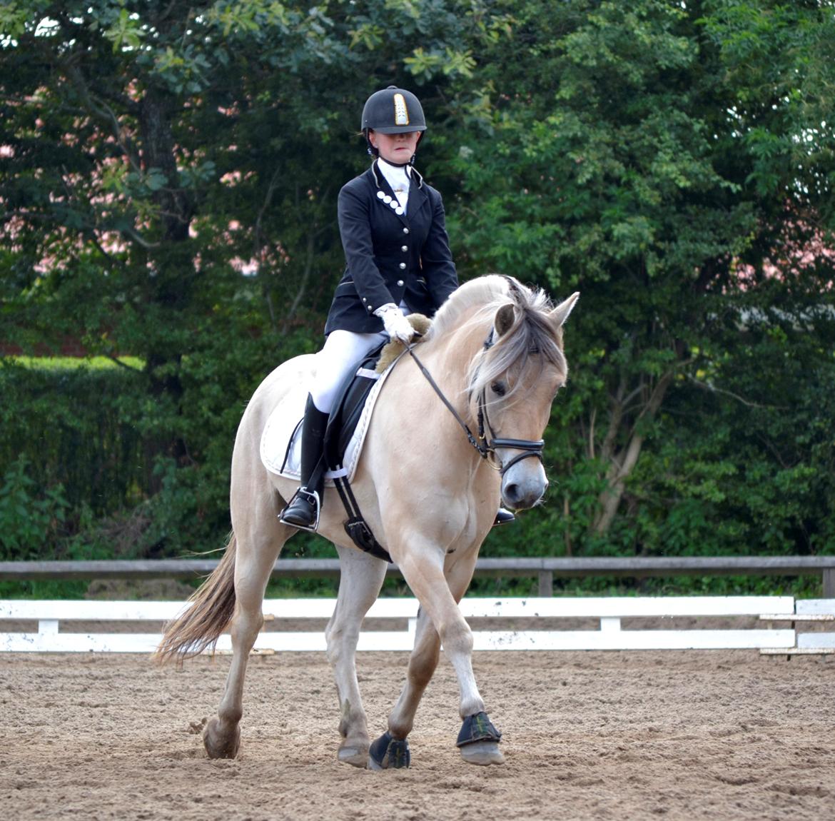 Fjordhest Kashmir billede 2