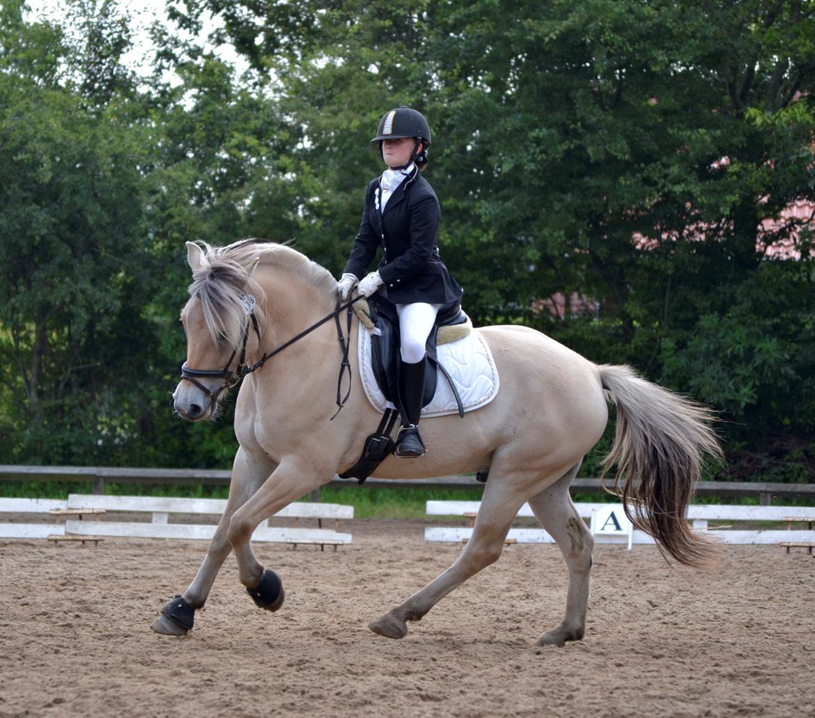 Fjordhest Kashmir billede 14