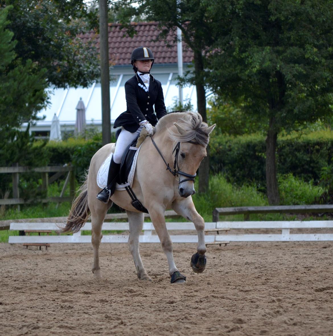 Fjordhest Kashmir billede 15