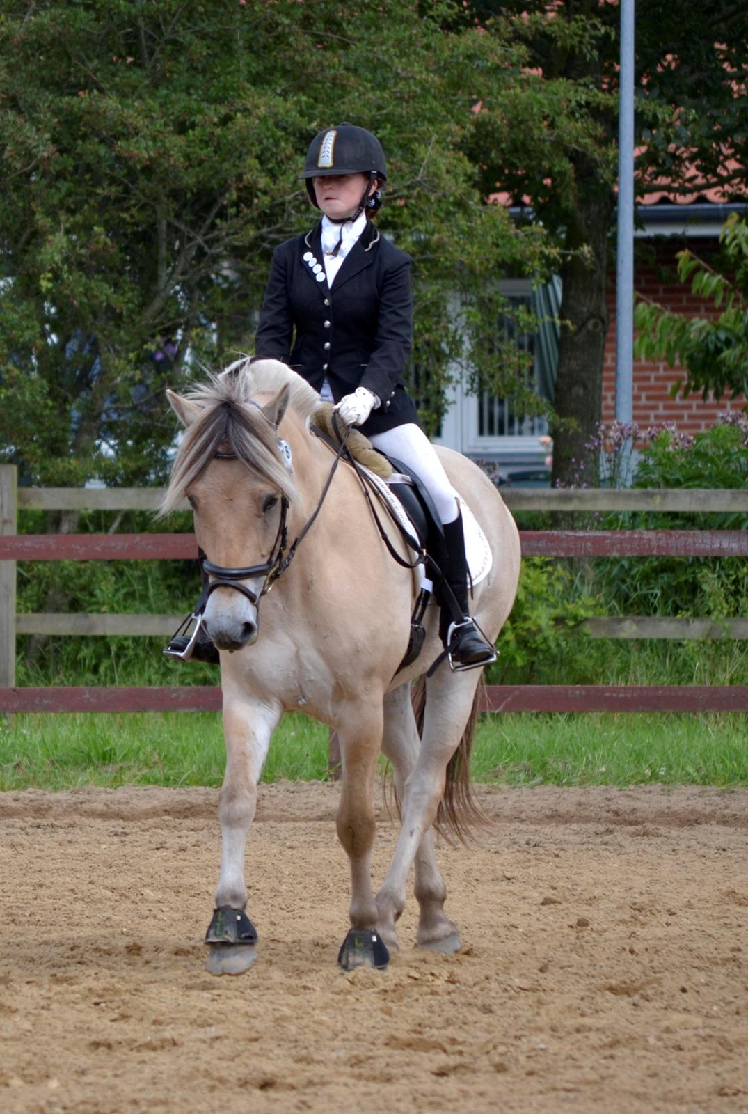 Fjordhest Kashmir billede 3