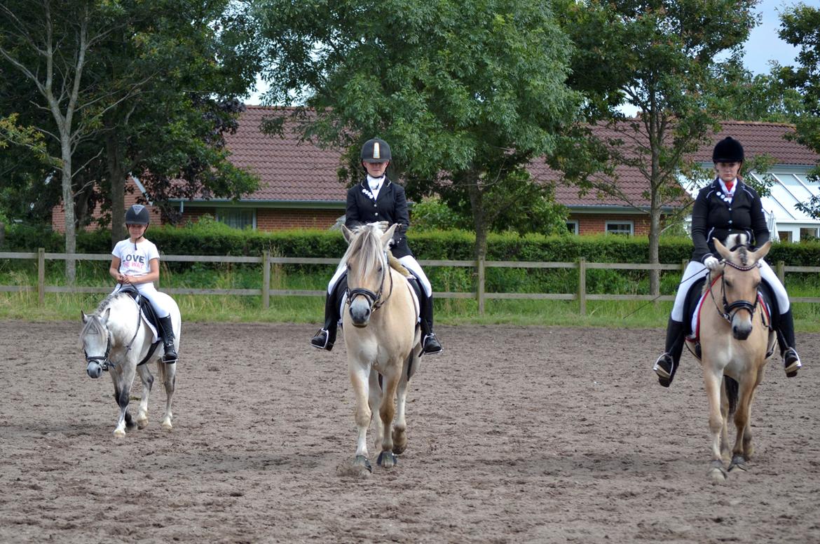 Fjordhest Kashmir billede 16