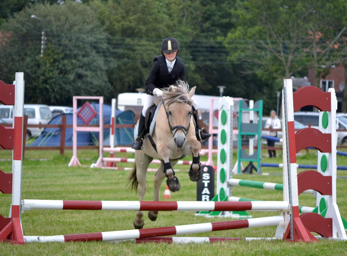 Fjordhest Kashmir billede 11