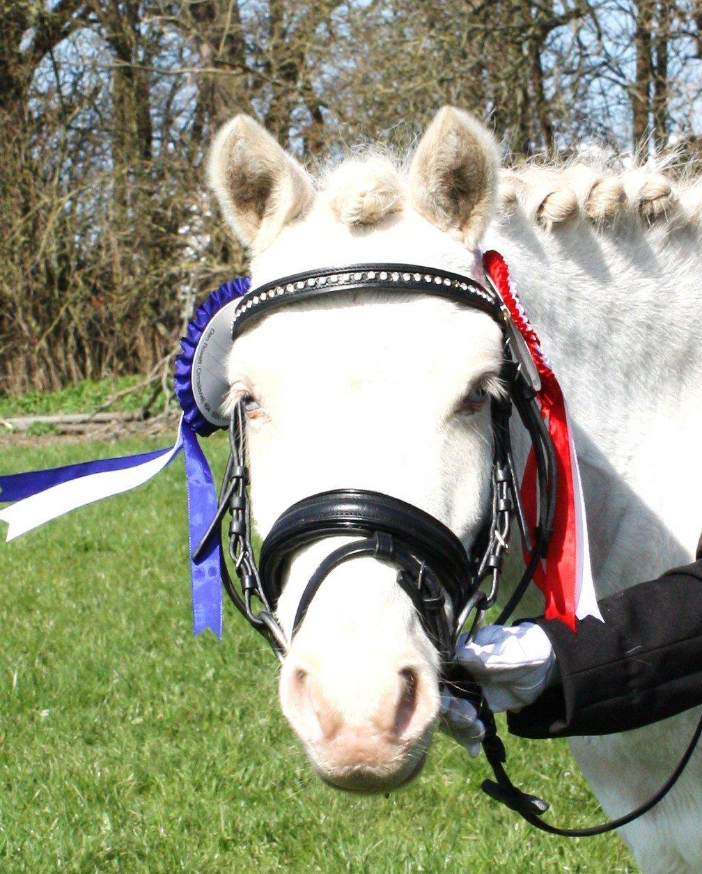 Anden særlig race Triple A Daysi billede 4