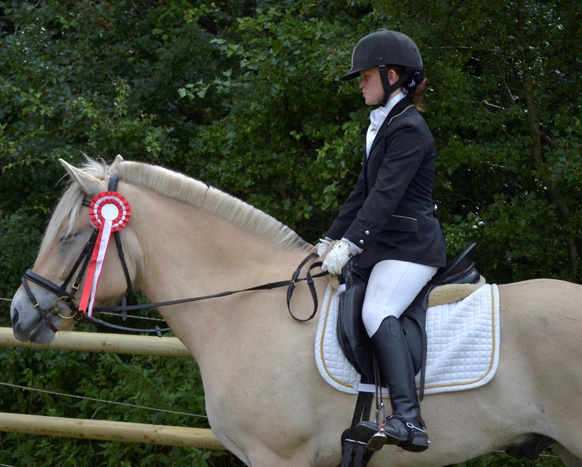 Fjordhest Kashmir billede 9