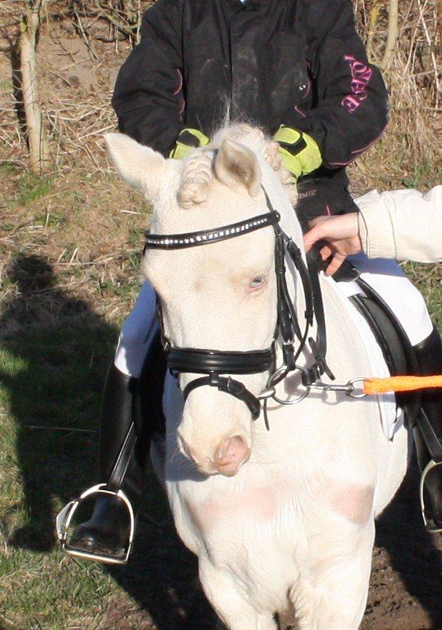 Anden særlig race Triple A Daysi billede 5