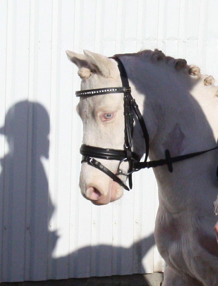 Anden særlig race Triple A Daysi billede 6