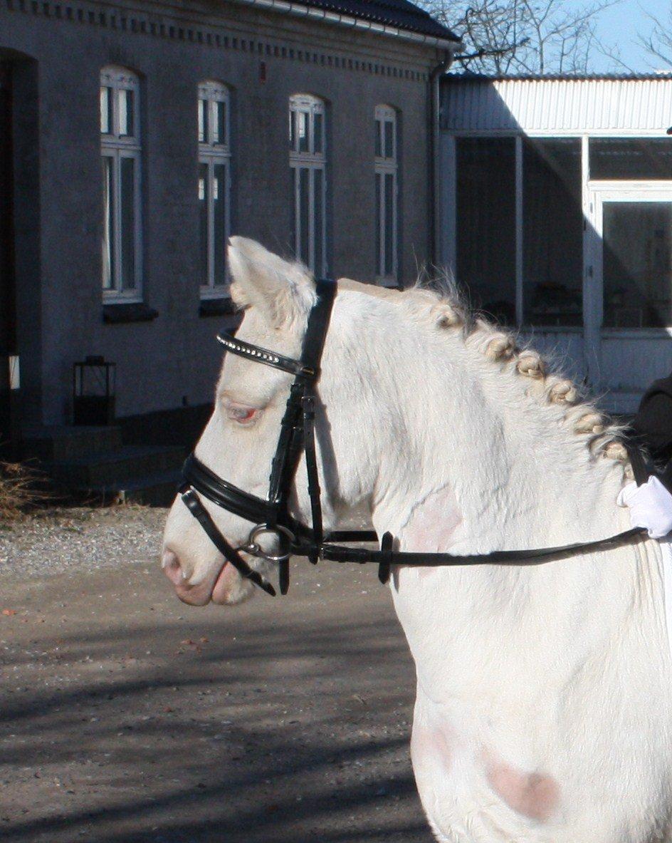 Anden særlig race Triple A Daysi billede 7