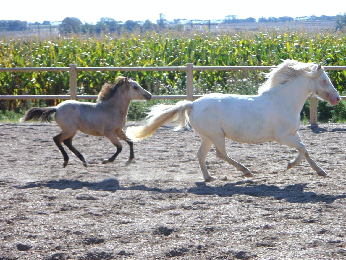 Anden særlig race Triple A Daysi billede 8