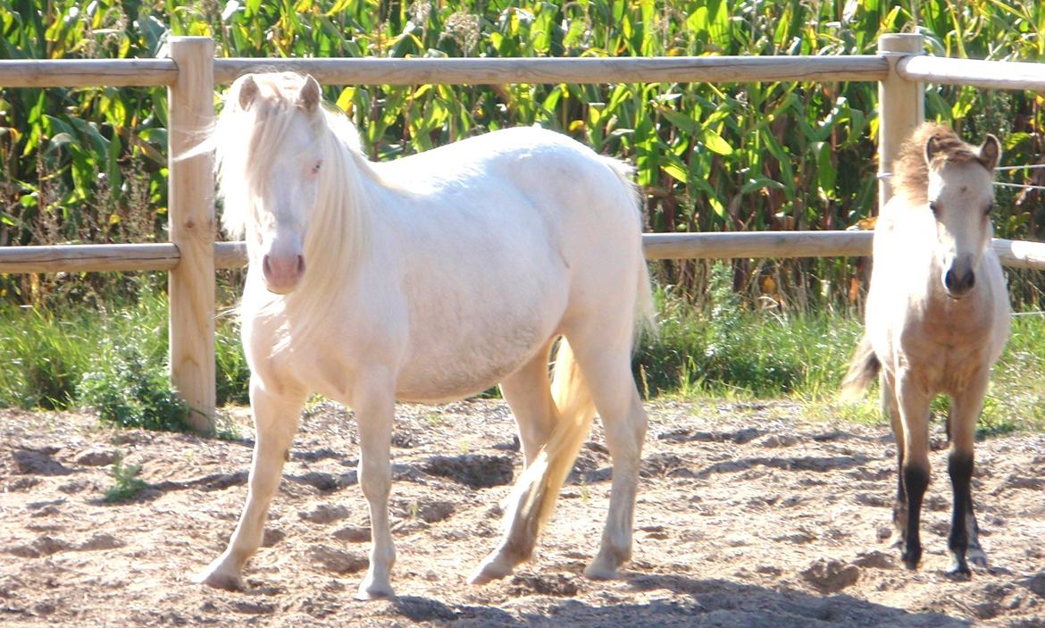 Anden særlig race Triple A Daysi billede 9
