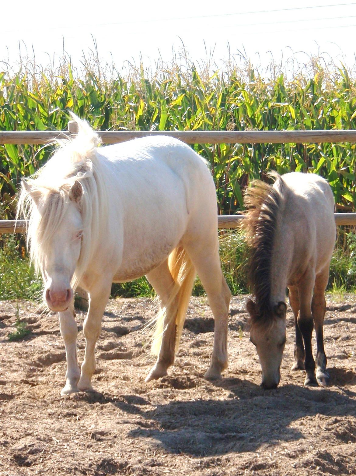 Anden særlig race Triple A Daysi billede 10