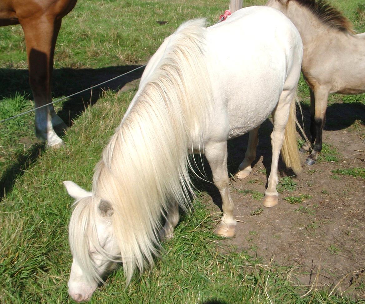 Anden særlig race Triple A Daysi billede 11