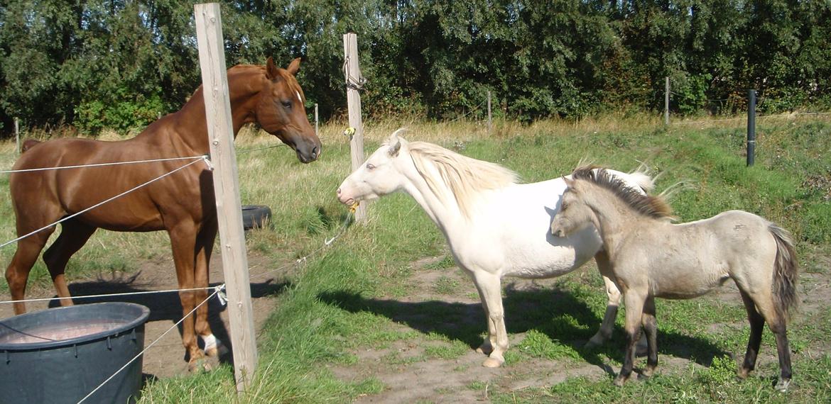 Anden særlig race Triple A Daysi billede 12