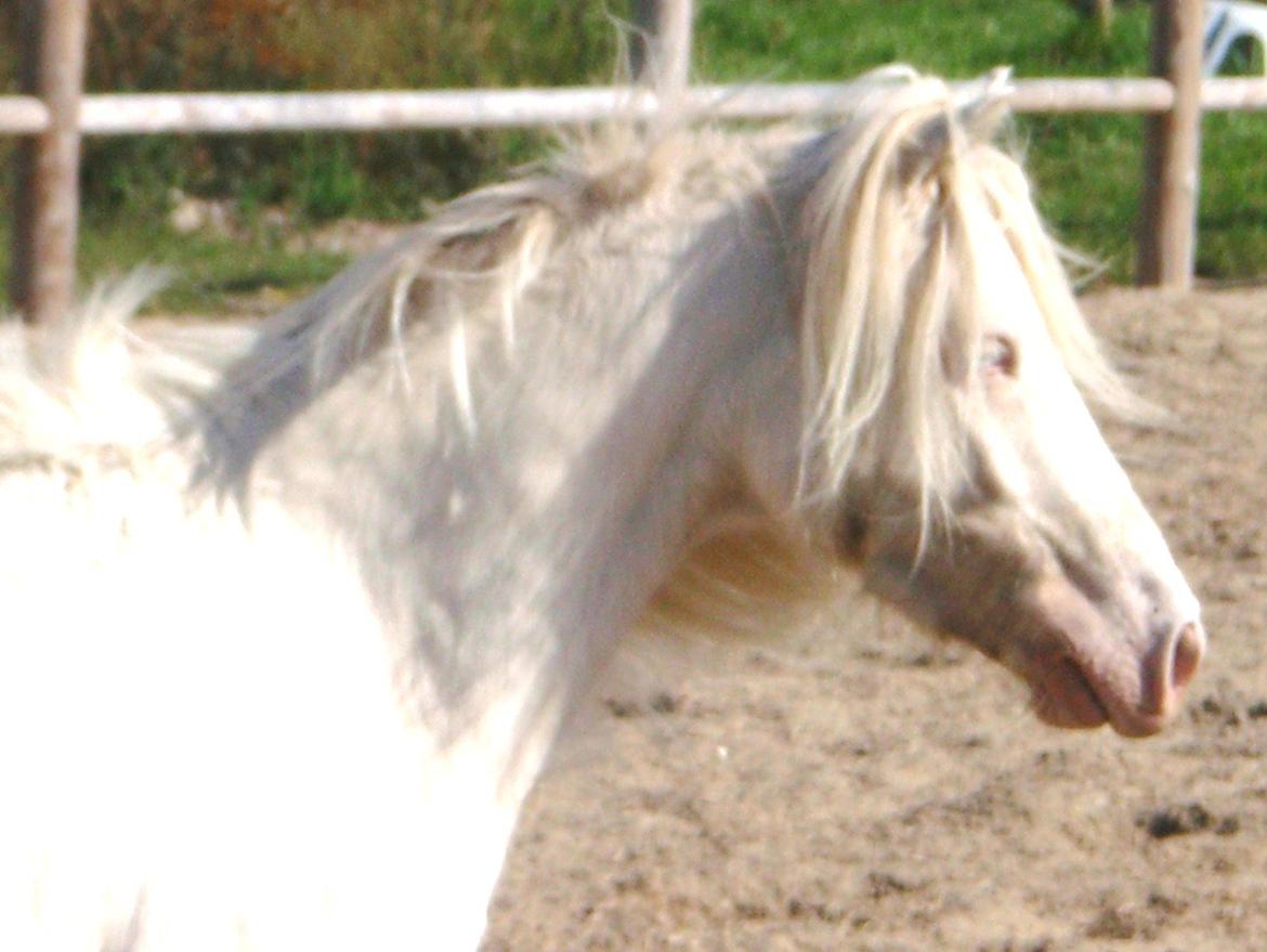 Anden særlig race Triple A Daysi billede 13