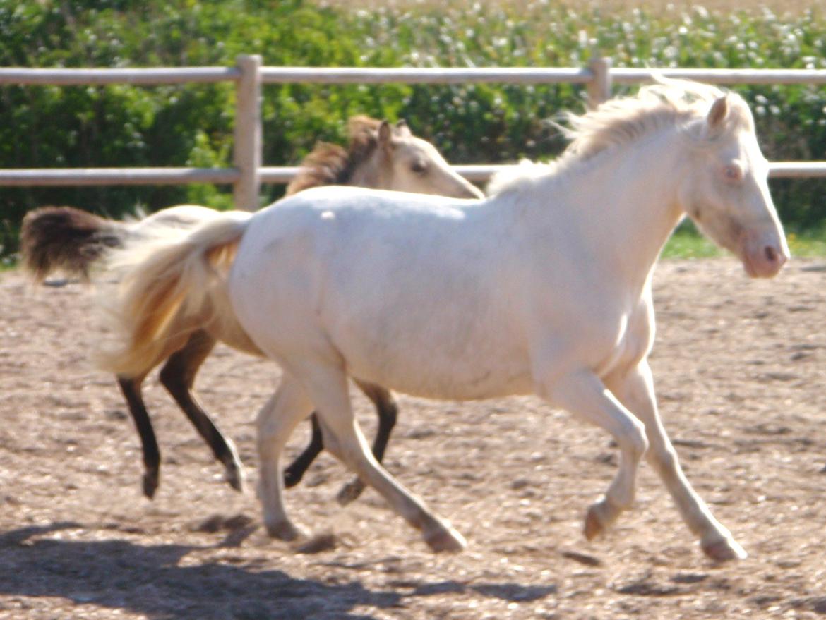 Anden særlig race Triple A Daysi billede 14
