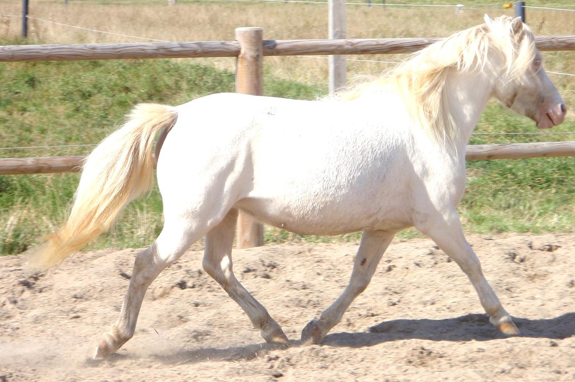 Anden særlig race Triple A Daysi billede 15